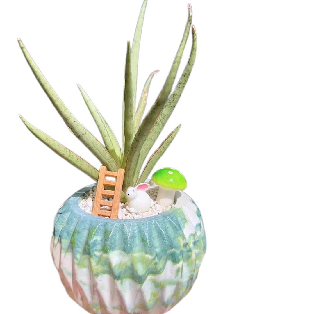Sansevieria Lady Charm x Bella