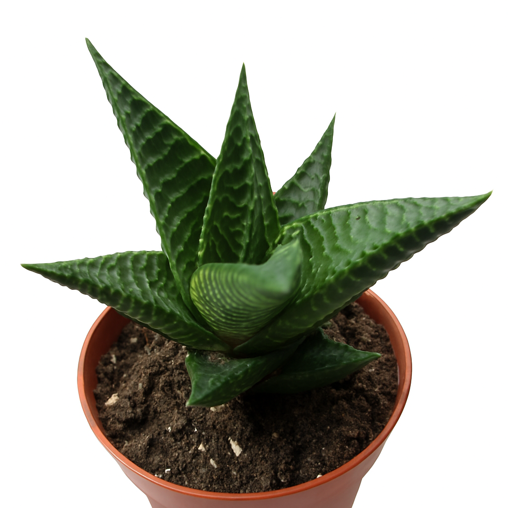 Haworthia Tortuosa – Whimsy Wild