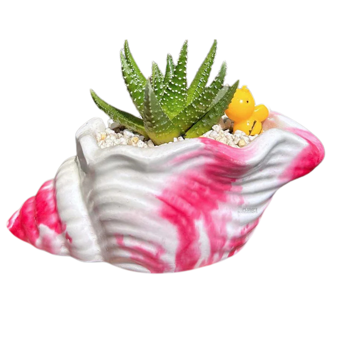 Haworthia Pumila