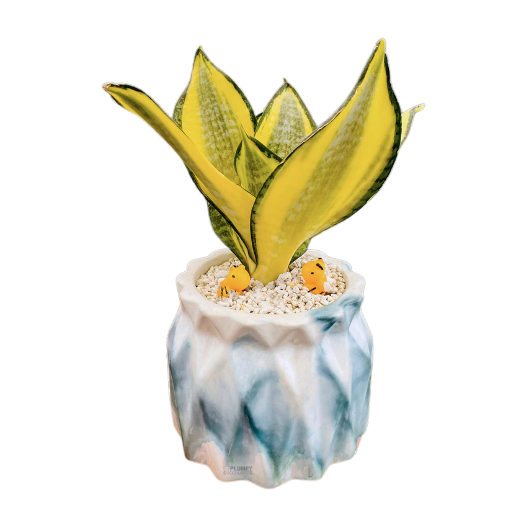Sansveria Golden Hahnii (Golden Snake Plant)