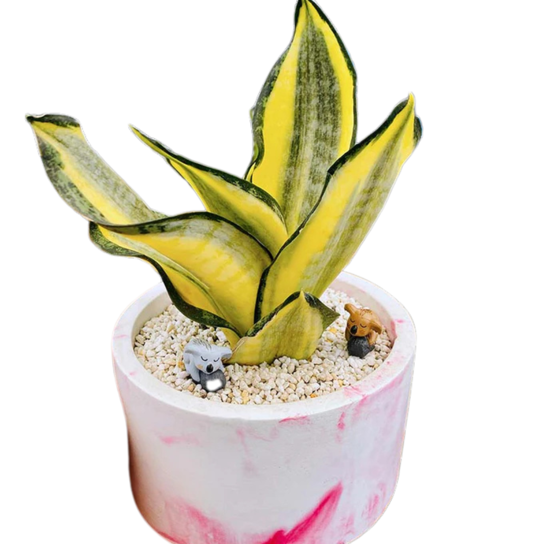Sansveria Golden Hahnii (Snake Plant)